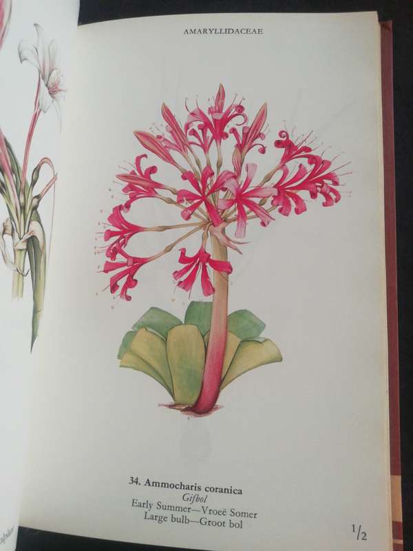 Wild Flowers of the Northern Cape : Veldblomme van Noord-Kaapland / Jill Adams