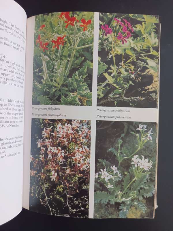 Namaqualand and Clanwilliam South African Wild Flower Guide 1