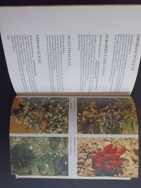 Namaqualand and Clanwilliam South African Wild Flower Guide 1