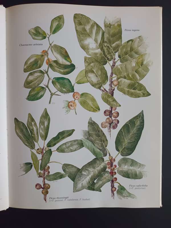 Trees & Shrubs of the Witwatersrand, Magaliesberg & Pilanesberg / J. van Gogh & J. Anderson (SIGNED)