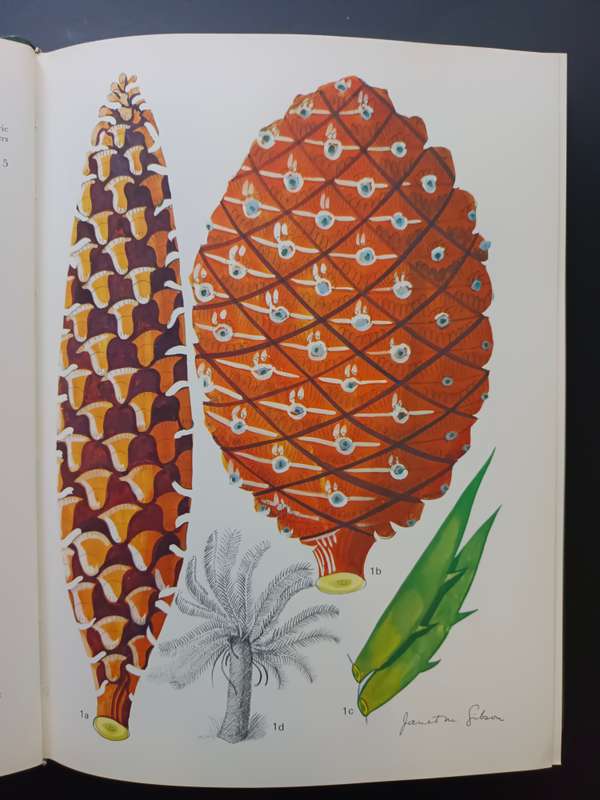 Wild Flowers of Natal ( Inland Region) / Jant M Gibson (Signed & Limited Edition)