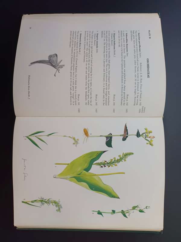 Wild Flowers of Natal ( Inland Region) / Jant M Gibson (Signed & Limited Edition)