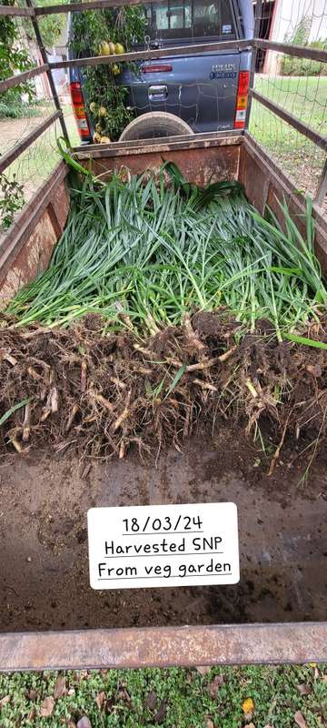 Super Napier Pakchong grass