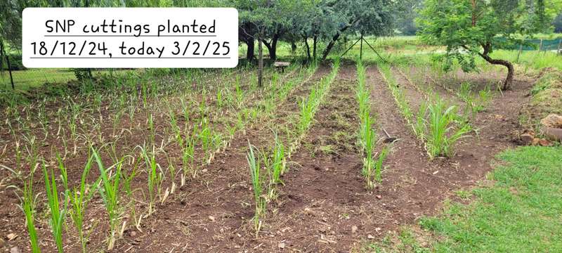Super Napier Pakchong grass