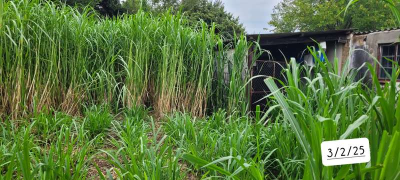 Super Napier Pakchong grass