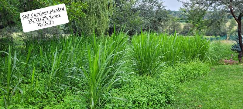 Super Napier Pakchong grass