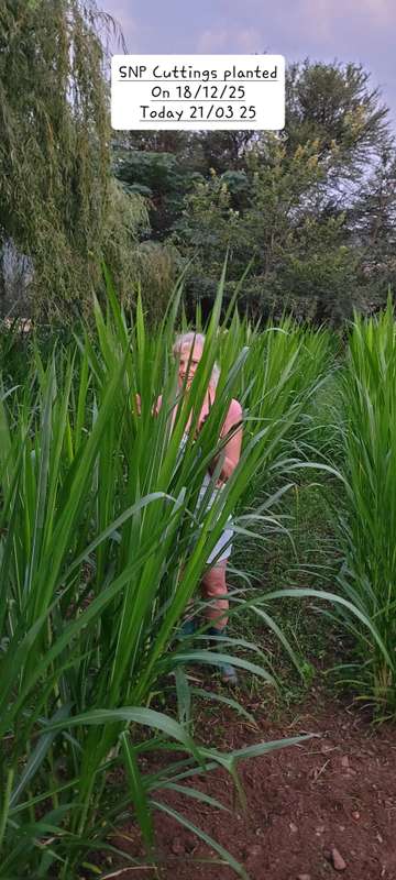Super Napier Pakchong grass
