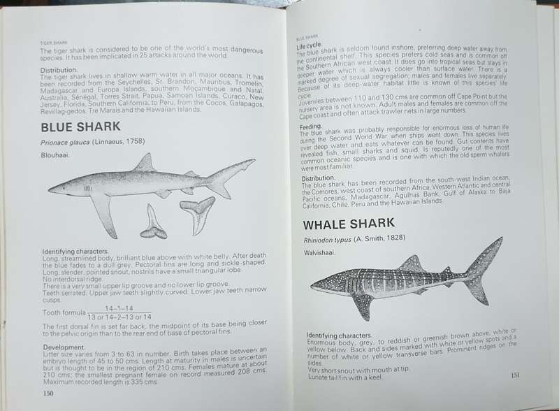 Shark Attack - Tim Wallett (Non-Fiction - Warning, Graphic)