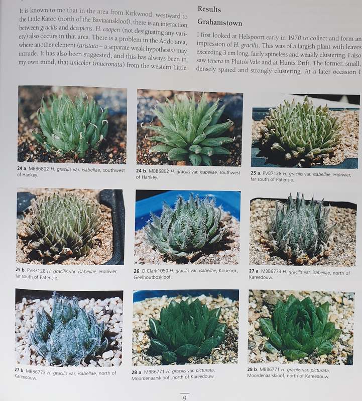 Haworthia Update - Essays on Haworthia, Bruce Bayer