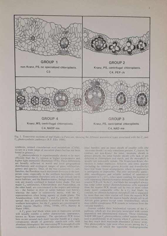 Grasses of Southern Africa - Ed. O.A. Leistner