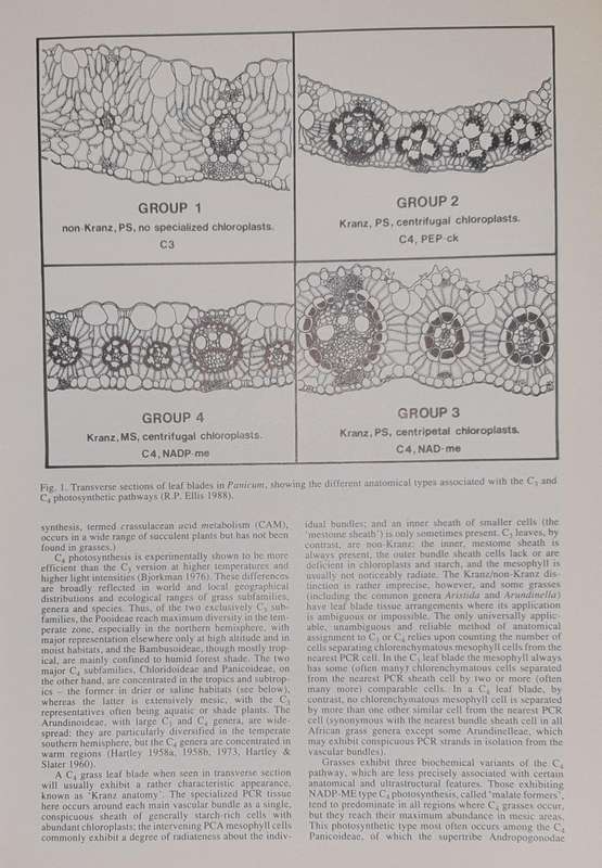 Grasses of Southern Africa - Ed. O.A. Leistner