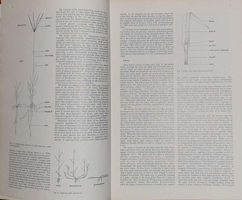 Grasses of Southern Africa - Ed. O.A. Leistner