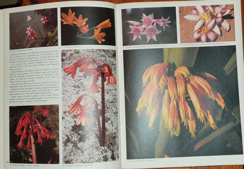 Wild Flowers of Southern Africa - The National Botanic Gardens of South Africa