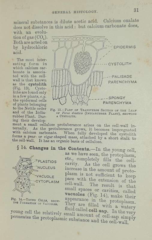 *1920* A Textbook of Botany - Lowson