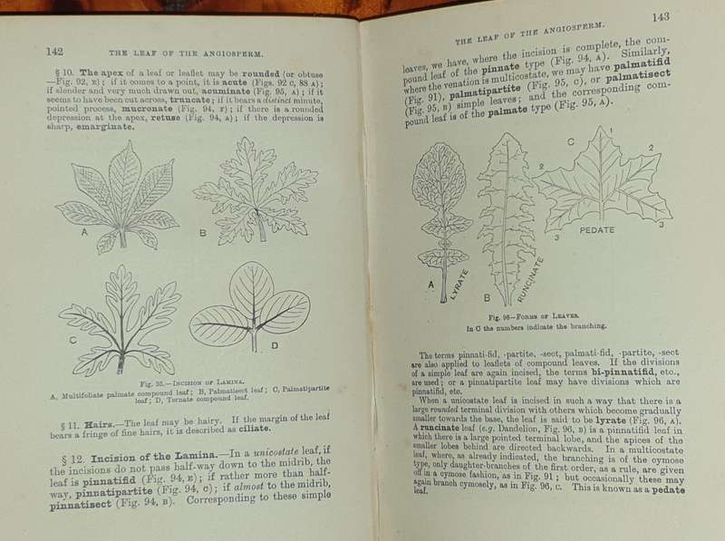 *1920* A Textbook of Botany - Lowson