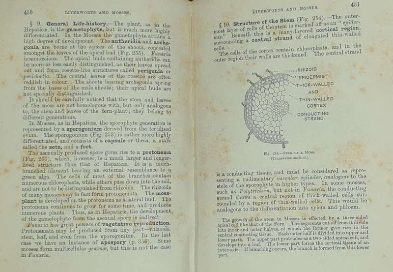 *1920* A Textbook of Botany - Lowson