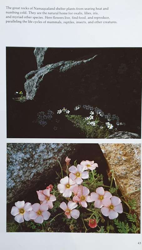 Namaqualand - Garden of the Gods (F. Patterson)