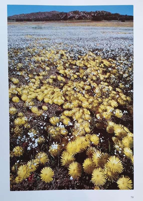 Namaqualand - Garden of the Gods (F. Patterson)