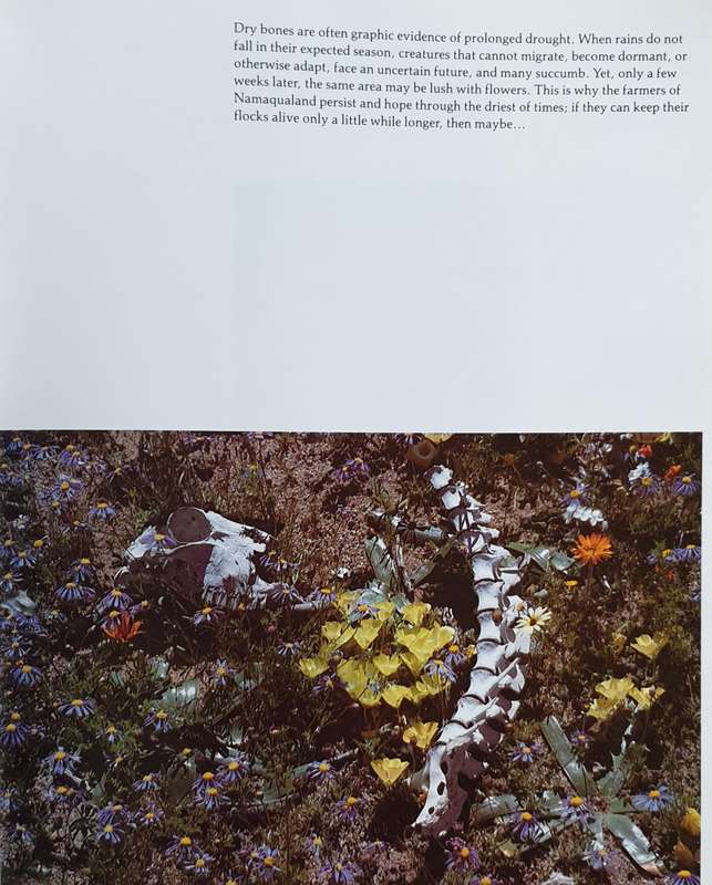 Namaqualand - Garden of the Gods (F. Patterson)