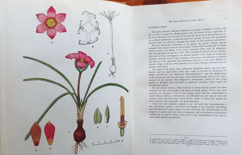 The GENUS ROMULEA in South Africa - Miriam P. De Vos