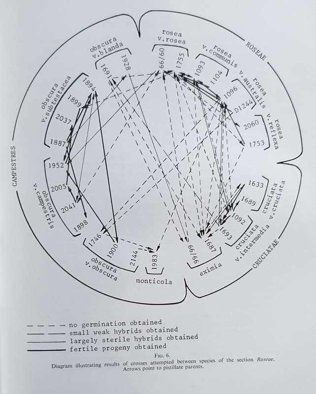 The GENUS ROMULEA in South Africa - Miriam P. De Vos