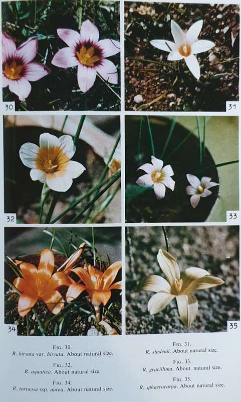 The GENUS ROMULEA in South Africa - Miriam P. De Vos