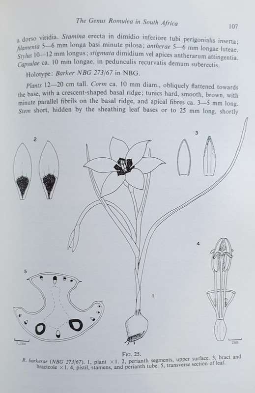 The GENUS ROMULEA in South Africa - Miriam P. De Vos