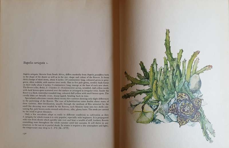 Decorative Cacti - A Guide to Succulant House Plants