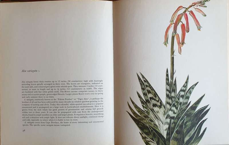 Decorative Cacti - A Guide to Succulant House Plants