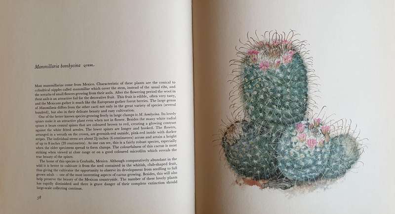Decorative Cacti - A Guide to Succulant House Plants