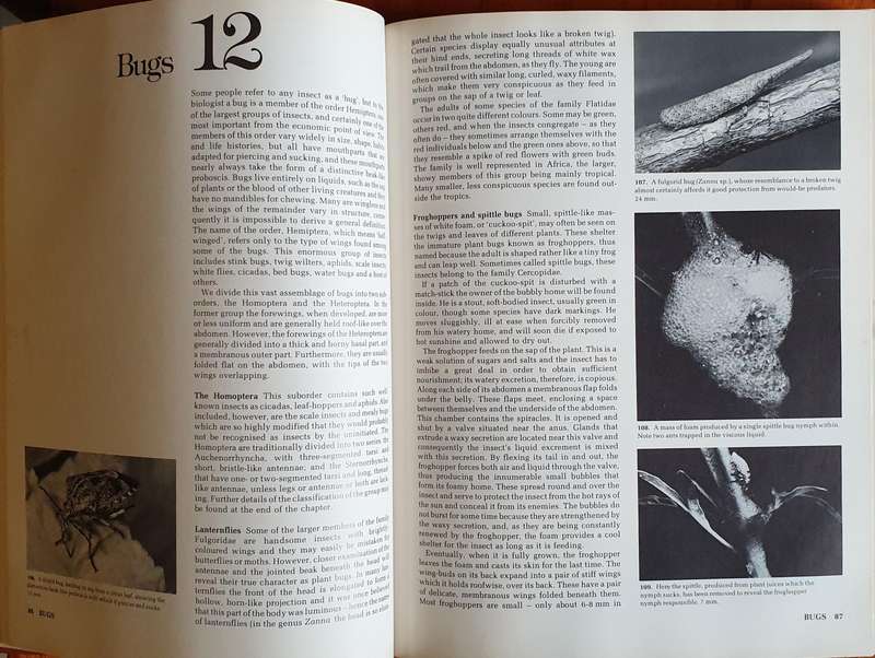 AFRICAN INSECT LIFE - S. K. Skaife (Large H/C)