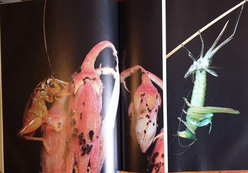 AFRICAN INSECT LIFE - S. K. Skaife (Large H/C)