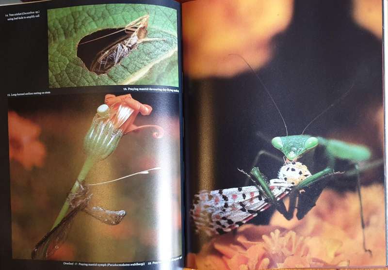 AFRICAN INSECT LIFE - S. K. Skaife (Large H/C)