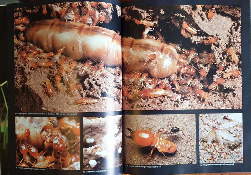 AFRICAN INSECT LIFE - S. K. Skaife (Large H/C)