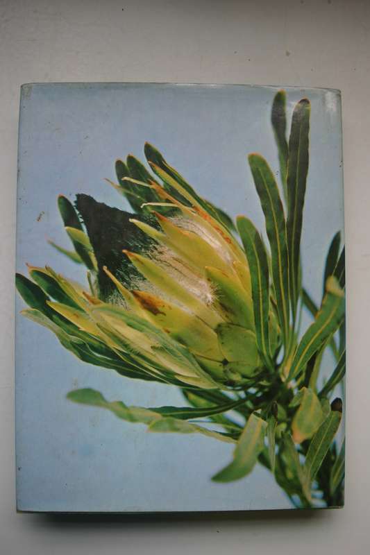 Proteas for pleasure - Sima Eliovson