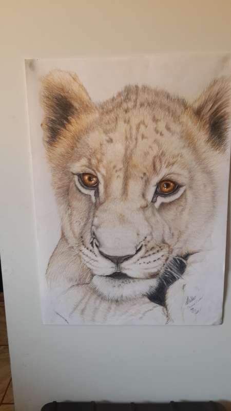 Lion Cub, My My What big eyes you have.. Original Watercolor painting by Melanie Mulder. A2