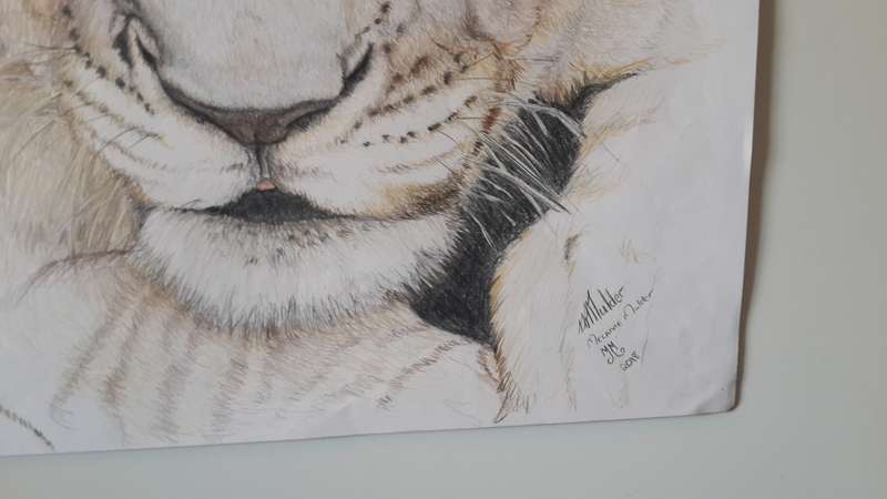Lion Cub, My My What big eyes you have.. Original Watercolor painting by Melanie Mulder. A2