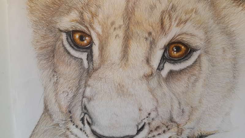 Lion Cub, My My What big eyes you have.. Original Watercolor painting by Melanie Mulder. A2