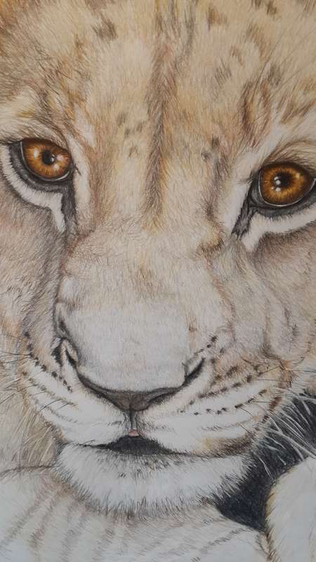 Lion Cub, My My What big eyes you have.. Original Watercolor painting by Melanie Mulder. A2