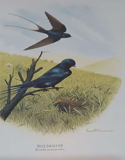 Set of 3 Kenneth Newman Lithographic Prints