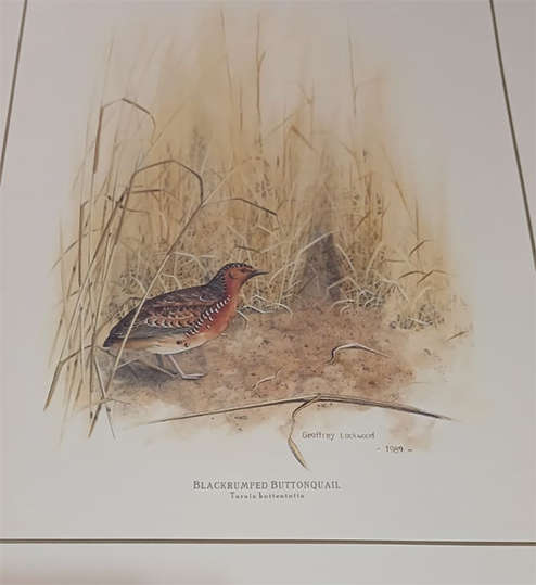 Set of 4 Geoffrey Lockwood Lithographic Prints