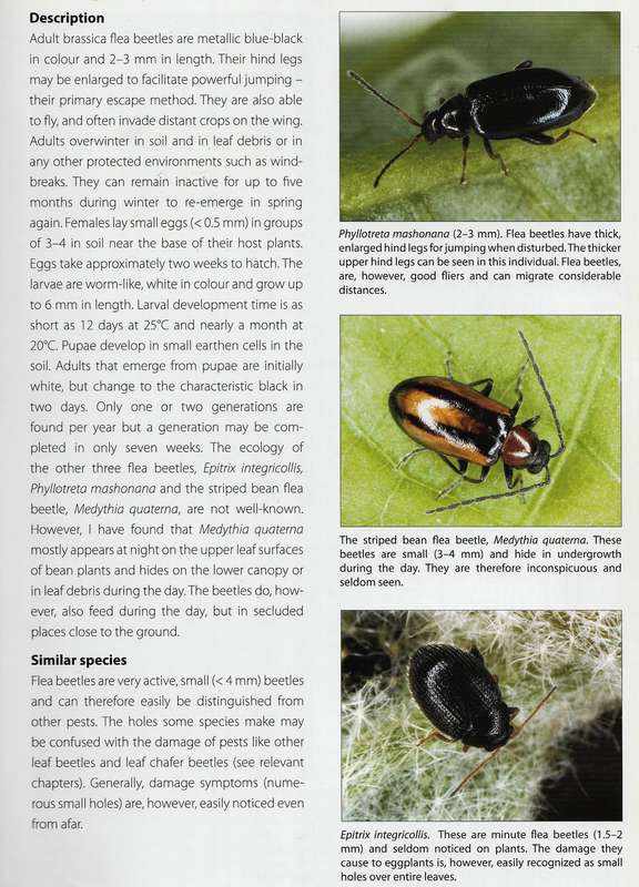 A Complete Guide to Vegetable Pests in South Africa  --  Diedrich Visser