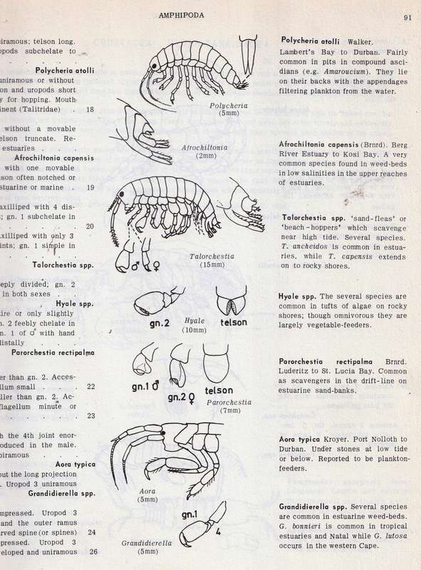 A Guide to the Marine Life on South African Shores  --  J H Day
