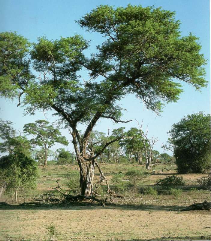 Bushveld Trees  --  Malcolm Funston