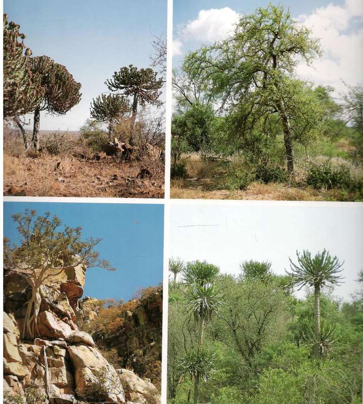 Bushveld Trees  --  Malcolm Funston