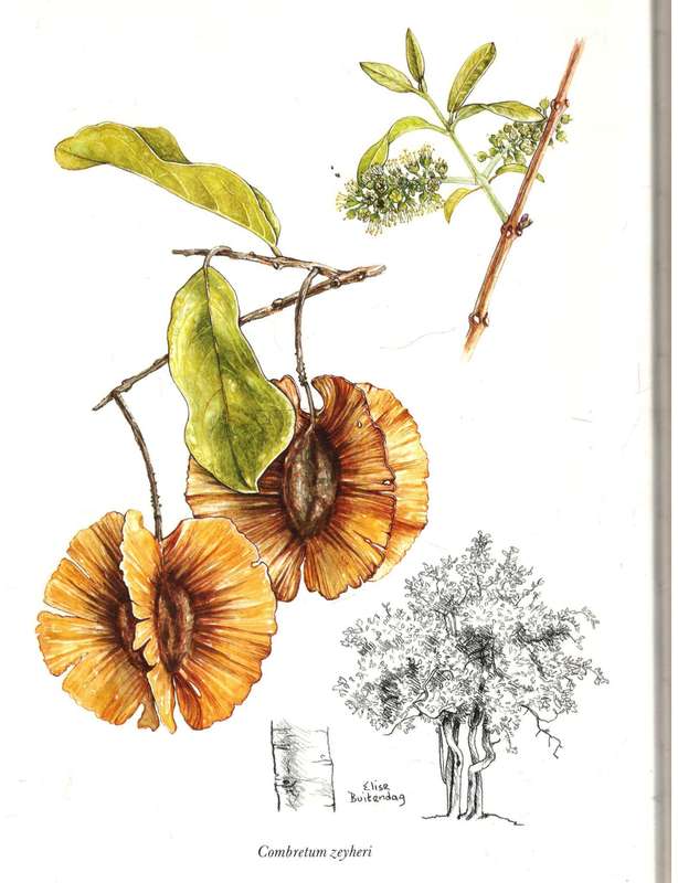 Combretaceae in Southern Africa  --  J D Carr