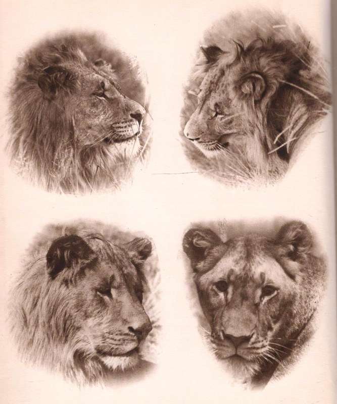 Lions Wild and Friendly  --  Eric F V Wells --  1933