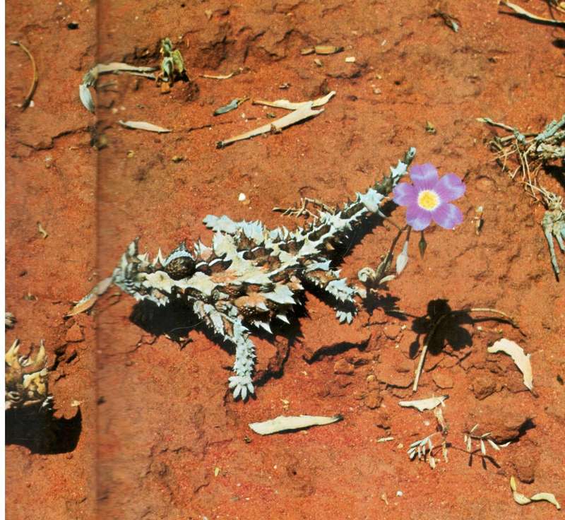 Wildlife of the Deserts  --  Frederic H Wagner