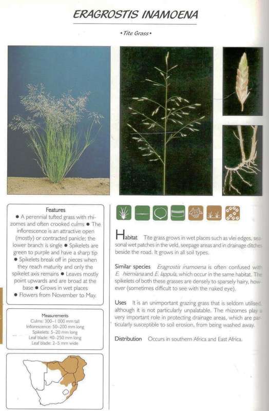 Guide to Grasses of Southern Africa  --  Frits van Oudtshoorn