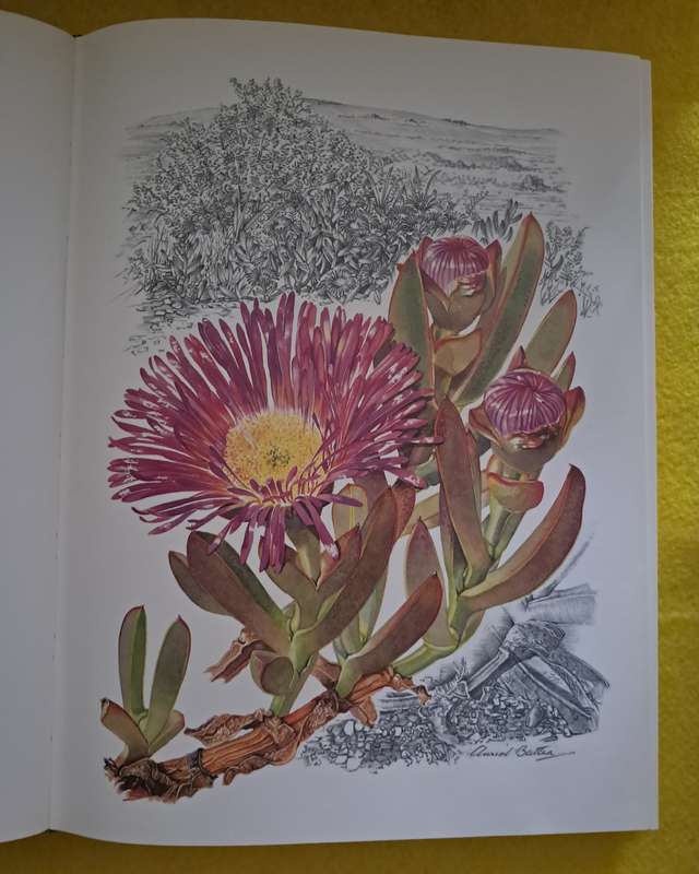 Flowers of South Africa - Auriol Batten